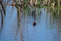 apopka_wildlife_1