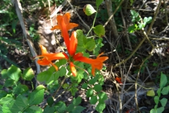 CNS_blueten_5
