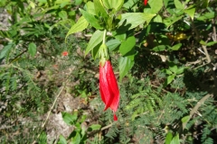 CNS_blueten_7