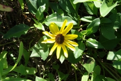 CNS_blueten_8