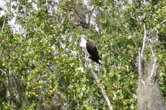 deleon_springs_kayak_24