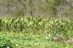 deleon_springs_kayak_32