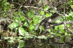 deleon_springs_kayak_34