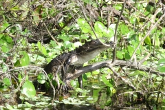 deleon_springs_kayak_35