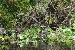 deleon_springs_kayak_36