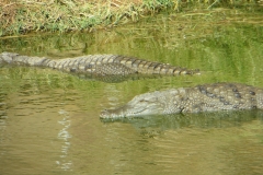 metr_krok16