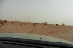 oualata_nema_2