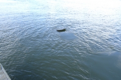 riverbreezepark_71
