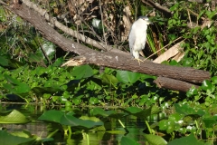 snake_creek_1