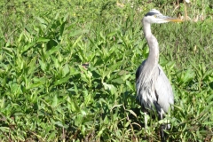 snake_creek_17