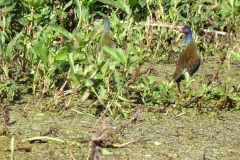 snake_creek_18