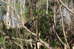 snake_creek_2