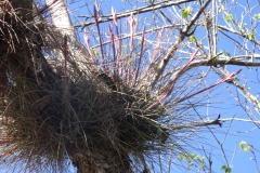 snake_creek_20