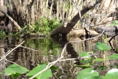 snake_creek_24