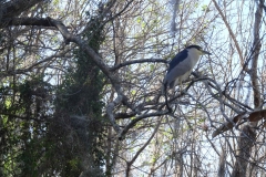 snake_creek_3