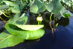 snake_creek_5