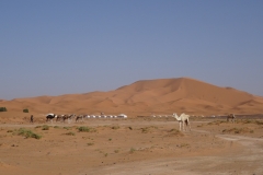 DSC02350